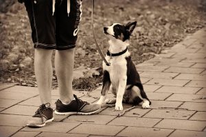 Man taking dog for a walk